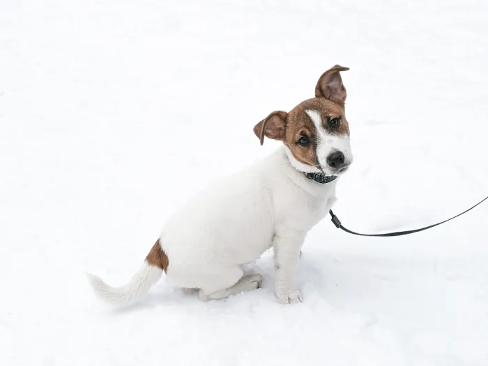 Framed Print : Portrait of a Jack Russell Terrier puppy wearing a collar and a leash