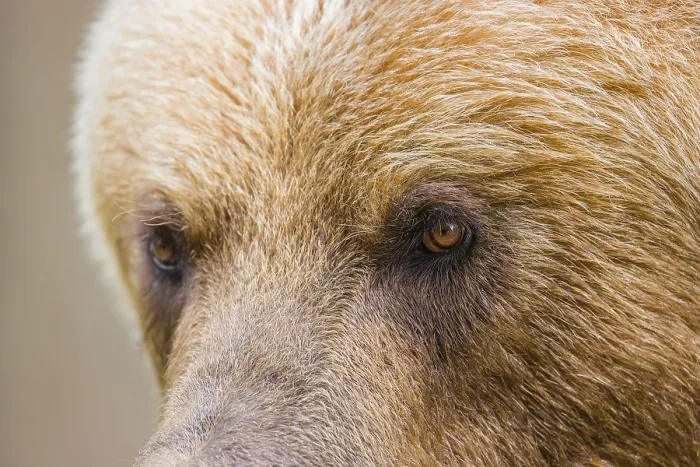 Framed Print : Portrait of a Kamchatka brown bear (Ursus arctos piscator)