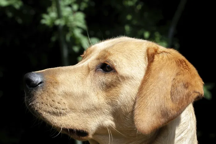 Framed Print : Portrait of Labrador Retriever looking at something close up on face