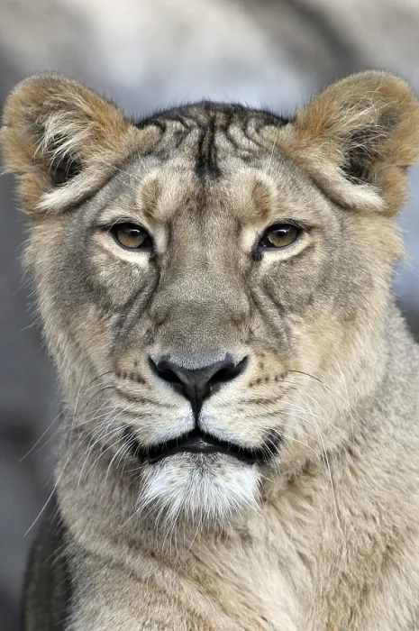 Framed Print : Portrait of a Lion (Panthera leo) Framed Print : Portrait of a Lion (Panthera leo)