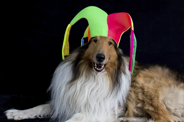 Framed Print : Portrait of a long-haired collie with a harlequin hat