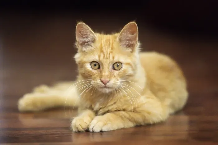 Framed Print : Portrait of lying playful ginger cat kitten on the floor