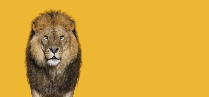 Framed Print : Portrait of a Male adult lion looking at the camera