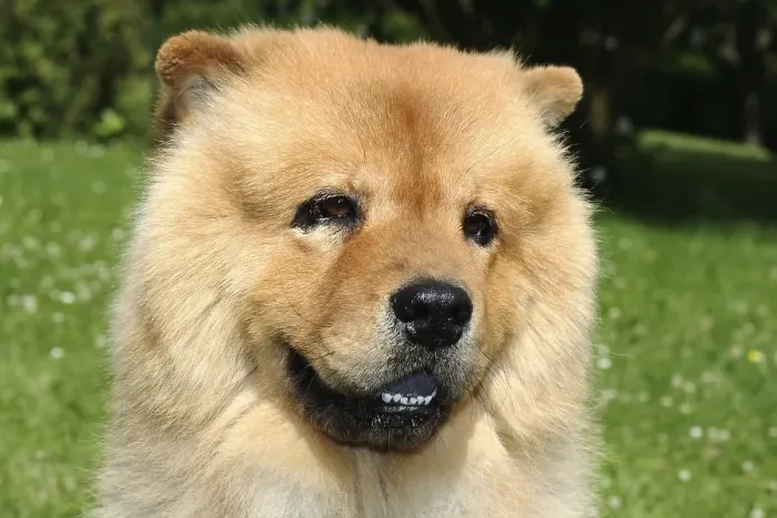 Framed Print : Portrait of a male Chow Chow dog in the garden Framed Print : Portrait of a male Chow Chow dog in the garden