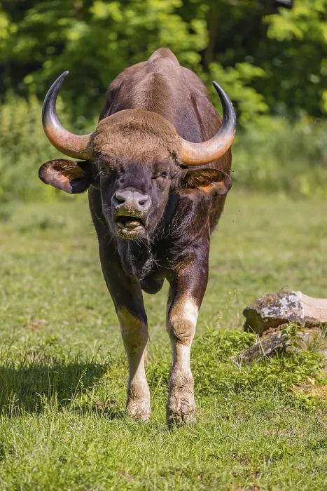 Framed Print : Portrait of a male Gaur (Bos gaurus gaurus) on a green meadow