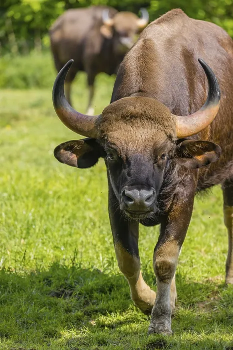 Framed Print : Portrait of a male Gaur (Bos gaurus gaurus) on a green meadow