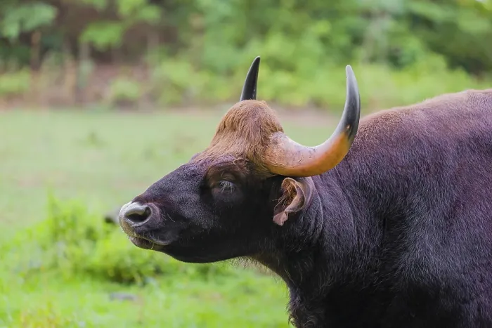 Framed Print : Portrait of a male Gaur (Bos gaurus gaurus) on a pasture