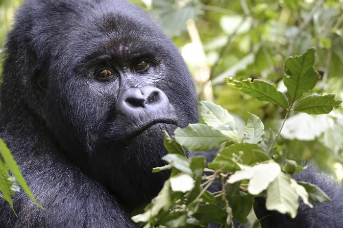 Framed Print : Portrait of a male silverback mountain gorilla (Gorilla beringei beringei) Virunga National Park Framed Print : Portrait of a male silverback mountain gorilla (Gorilla beringei beringei) Virunga National Park