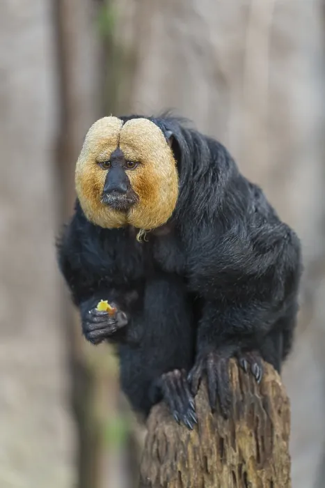 Framed Print : Portrait of a male white-faced saki (Pithecia pithecia)