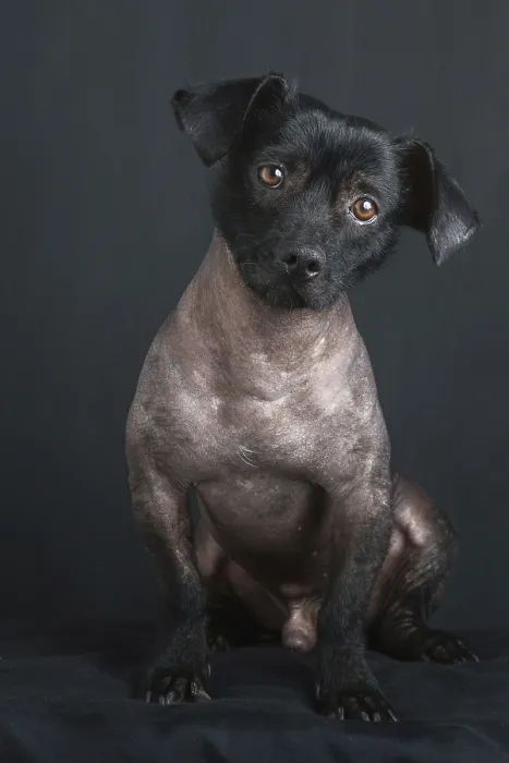 Framed Print : Portrait of mixed peruvian dog on black background