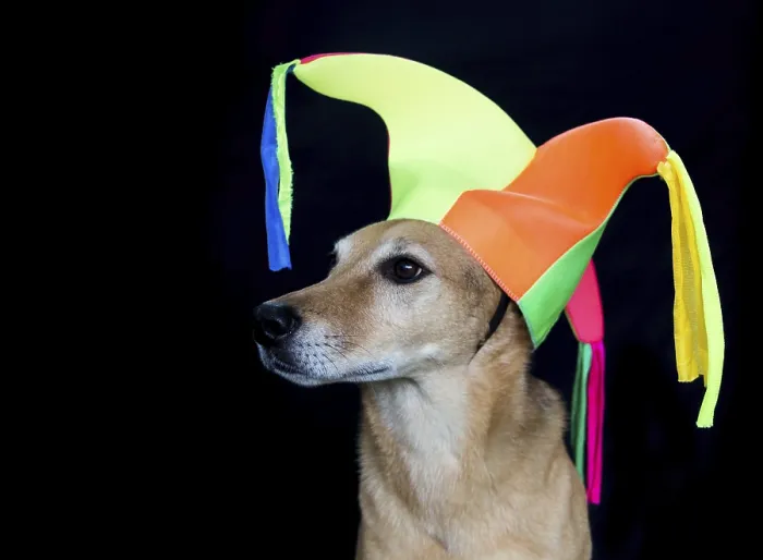 Framed Print : Portrait of a mongrel dog with harlequin hat on black background