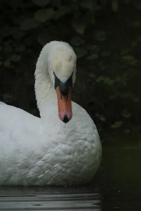 Framed Print : Portrait of the Mute Swan (Cygnus olor)