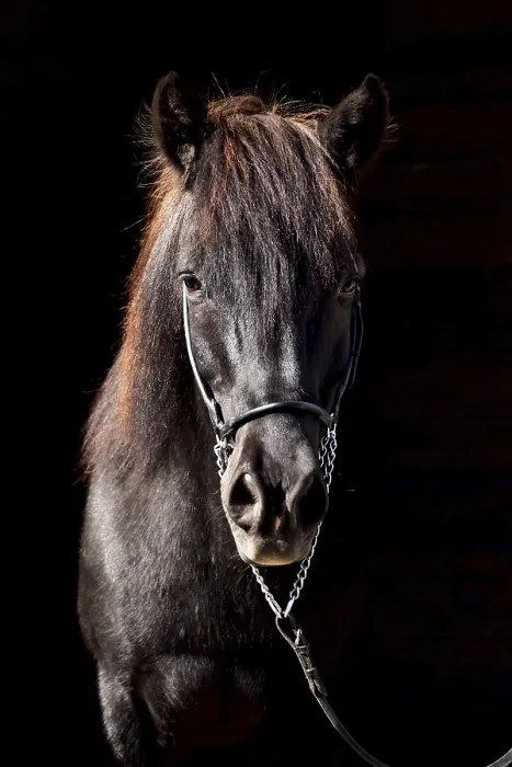 Framed Print : Portrait of an old black Icelandic gelding with show halter in front of a dark background