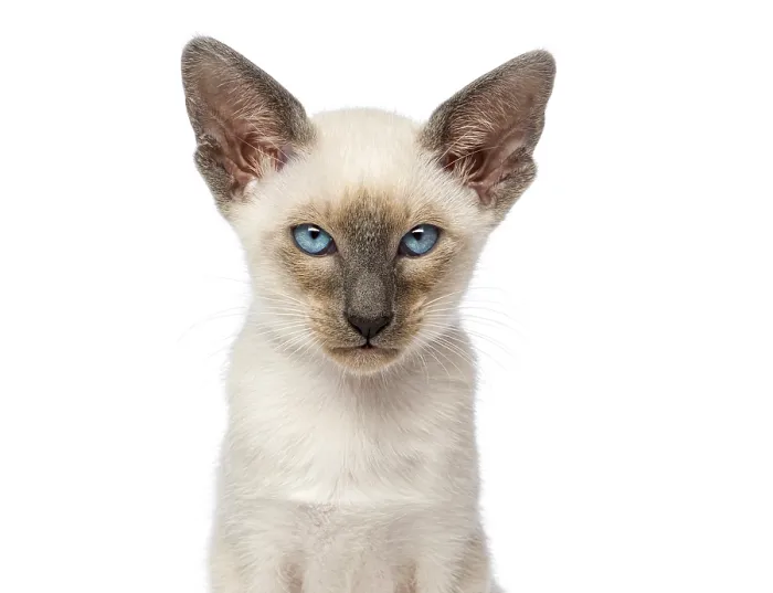 Framed Print : Portrait of oriental shorthair kitten looking at camera on white background