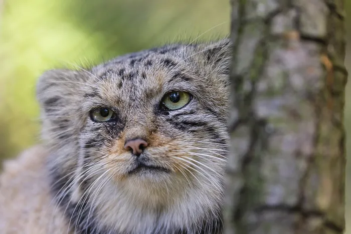 Framed Print : Portrait of a Pallas's cat (Otocolobus manul) or Manul
