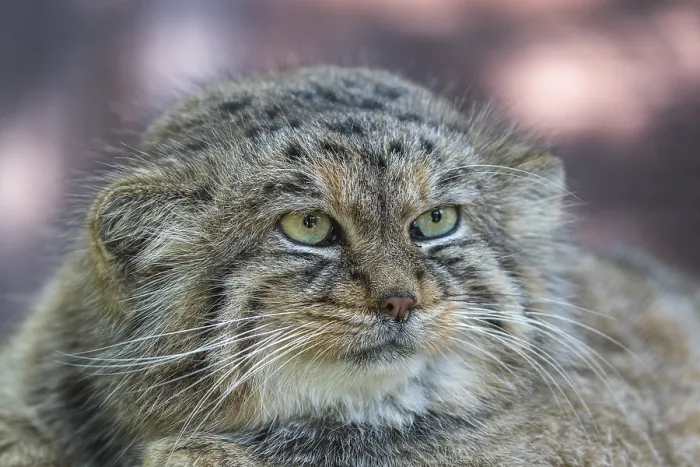 Framed Print : Portrait of a Pallas's cat (Otocolobus manul) or Manul