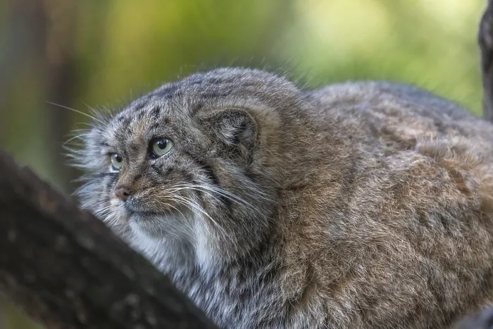 Framed Print : Portrait of a Pallas's cat (Otocolobus manul) or Manul