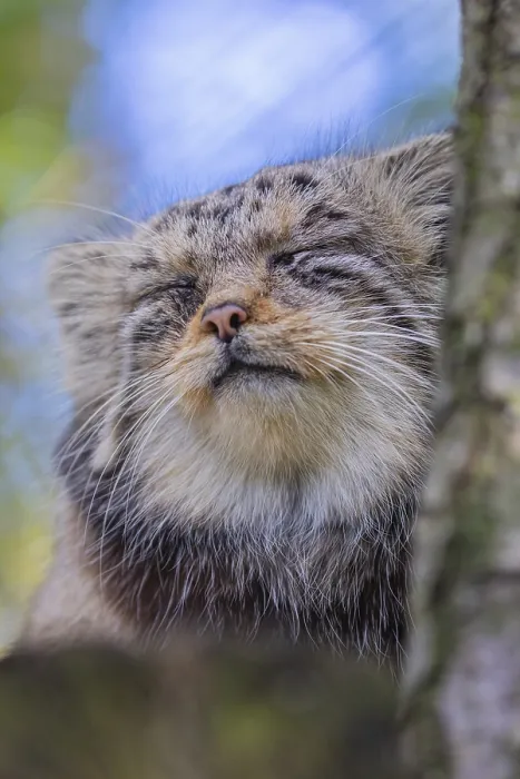 Framed Print : Portrait of a Pallas's cat (Otocolobus manul) or Manul