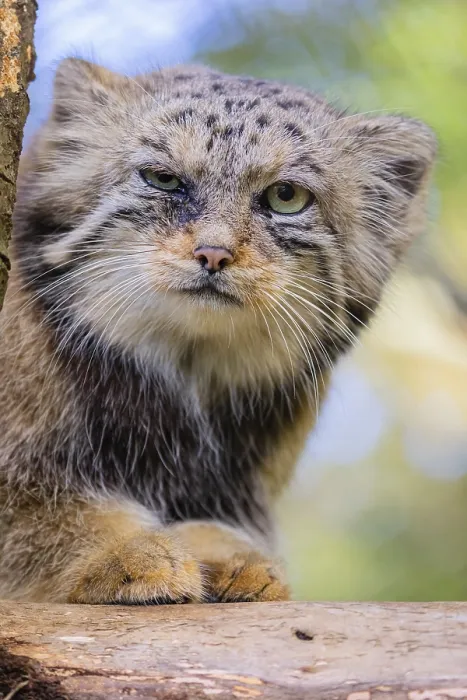 Framed Print : Portrait of a Pallas's cat (Otocolobus manul) or Manul Framed Print : Portrait of a Pallas's cat (Otocolobus manul) or Manul