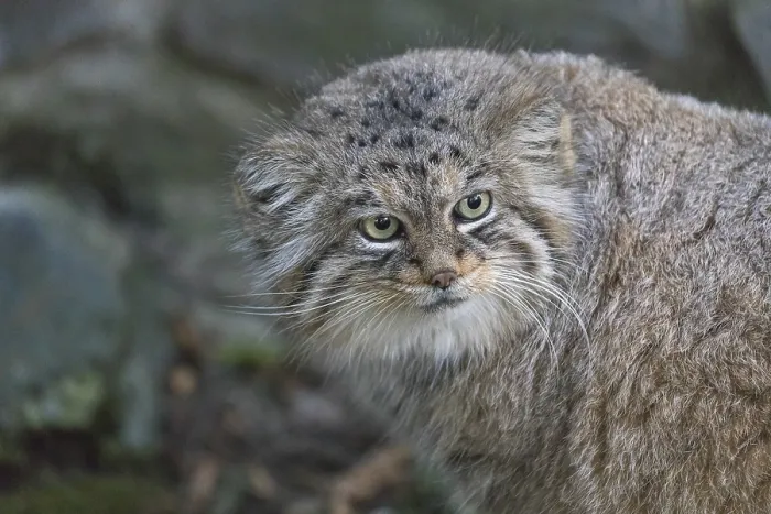 Framed Print : Portrait of a Pallas's cat (Otocolobus manul) or Manul