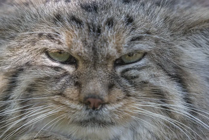 Framed Print : Portrait of a Pallas's cat (Otocolobus manul) or Manul Framed Print : Portrait of a Pallas's cat (Otocolobus manul) or Manul
