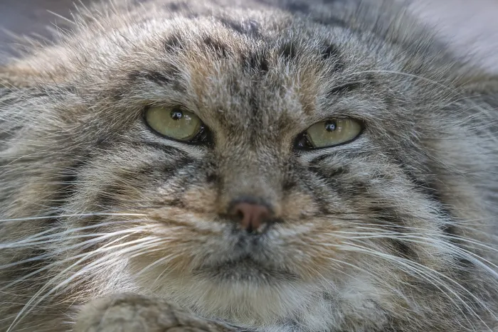 Framed Print : Portrait of a Pallas's cat (Otocolobus manul) or Manul