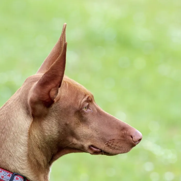 Framed Print : The portrait of Pharaoh Hound Puppy in the garden in the garden Framed Print : The portrait of Pharaoh Hound Puppy in the garden in the garden