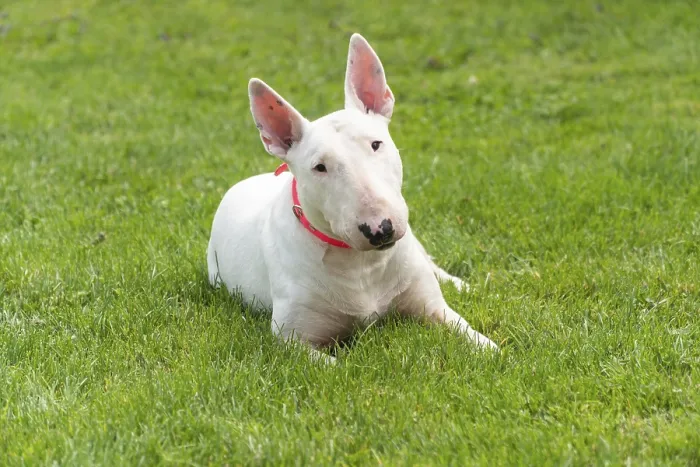 Framed Print : Portrait photo of white bull terrier outdoors on a sunny day