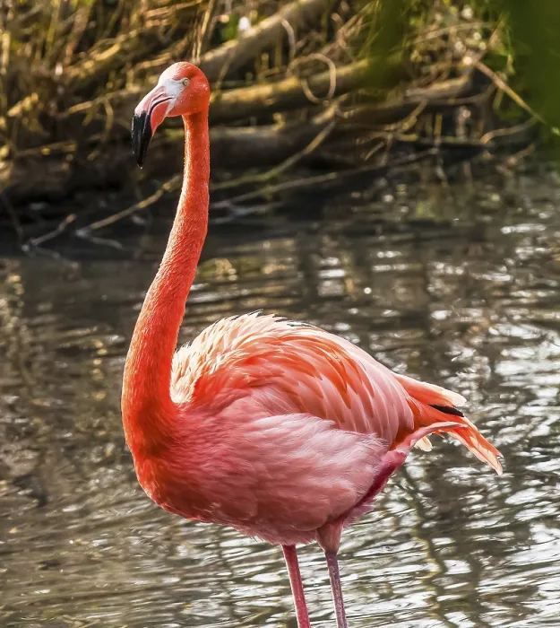 Framed Print : Portrait of pink flamingo Italy