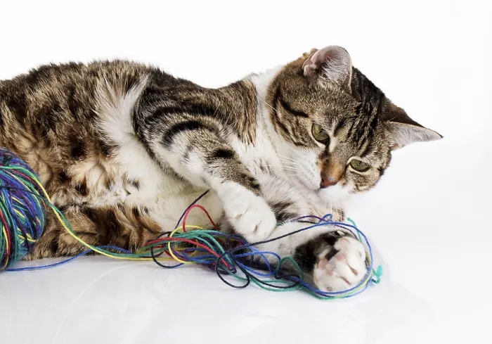 Framed Print : Portrait of a playing house cat with a colourful ball of wool