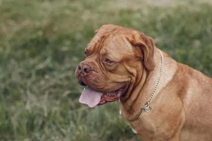 Framed Print : Portrait profile Dogue de Bordeaux