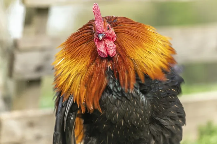 Framed Print : Portrait of a Rooster in a farmyard Framed Print : Portrait of a Rooster in a farmyard