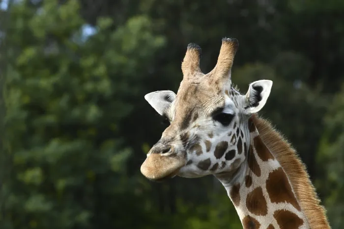 Framed Print : Portrait of an Rothschild's giraffe (G)