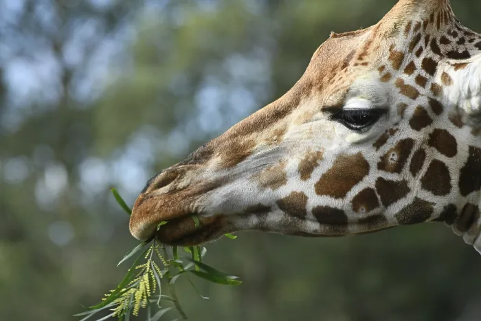 Framed Print : Portrait of an Rothschild's giraffe (G) Framed Print : Portrait of an Rothschild's giraffe (G)