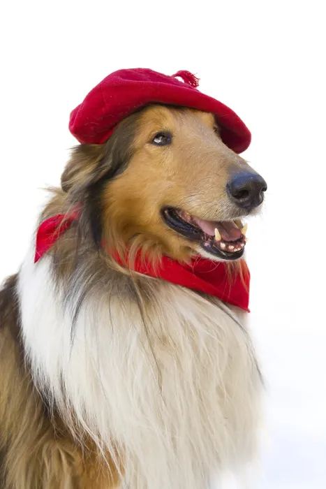 Framed Print : Portrait of rough collie with beret and red scarf on white background