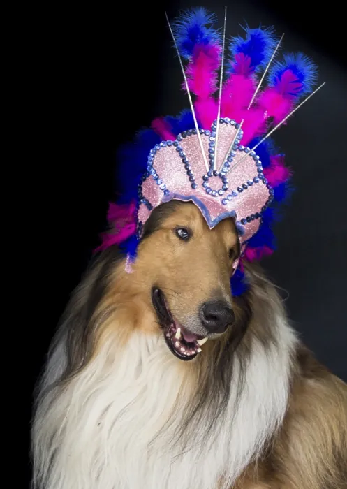 Framed Print : Portrait of a rough collie with feather headgear for carnival isolated on black background Framed Print : Portrait of a rough collie with feather headgear for carnival isolated on black background