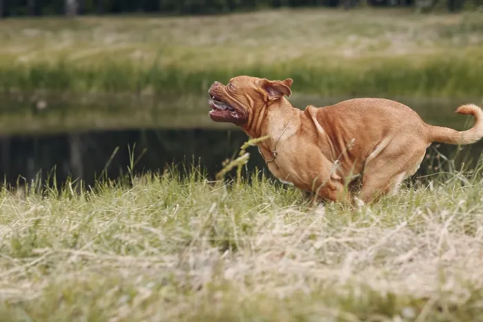 Framed Print : Portrait running Dogue de Bordeaux Framed Print : Portrait running Dogue de Bordeaux