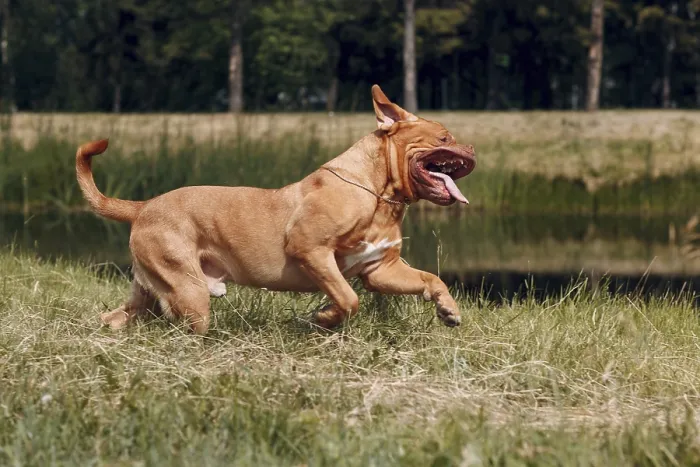 Framed Print : Portrait running Dogue de Bordeaux