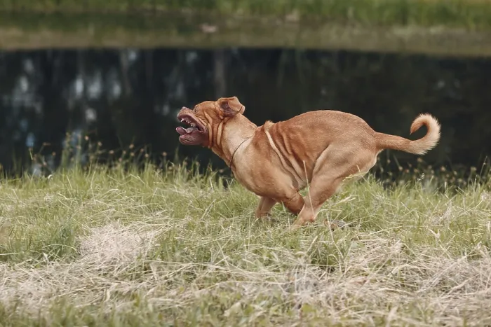 Framed Print : Portrait running Dogue de Bordeaux Framed Print : Portrait running Dogue de Bordeaux