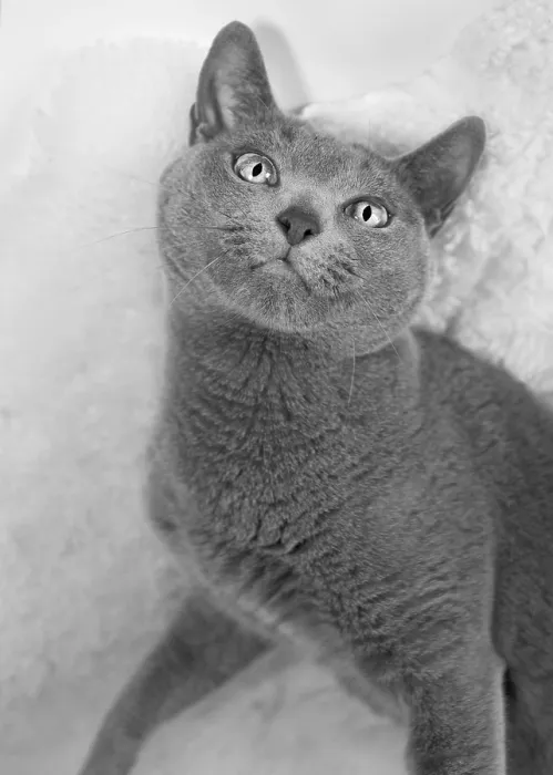 Framed Print : Portrait of a Russian Blue Cat, studio shot