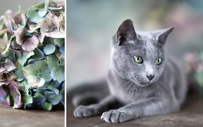 Framed Print : Portrait of a Russian Blue Pedigree Cat