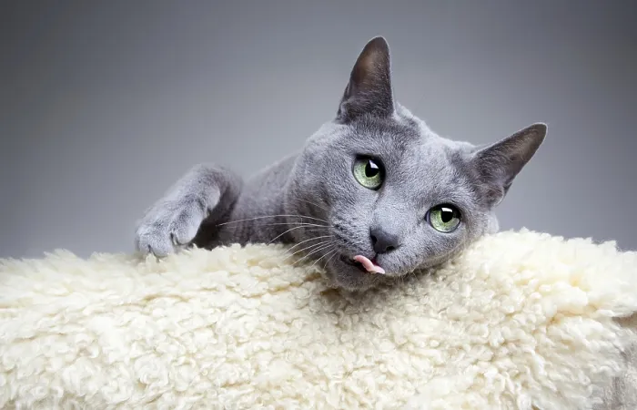 Framed Print : Portrait of a Russian Blue Pedigree Cat Framed Print : Portrait of a Russian Blue Pedigree Cat