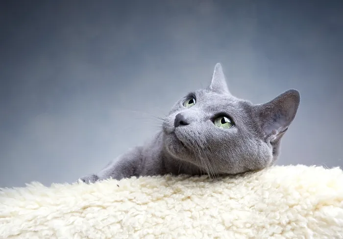Framed Print : Portrait of a Russian Blue Pedigree Cat