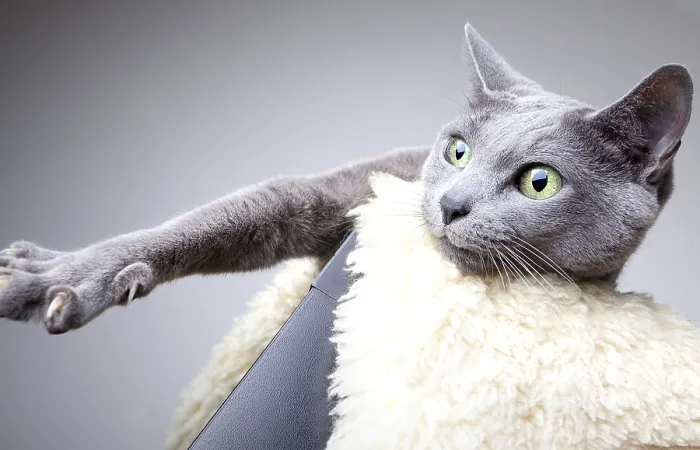 Framed Print : Portrait of a Russian Blue Pedigree Cat
