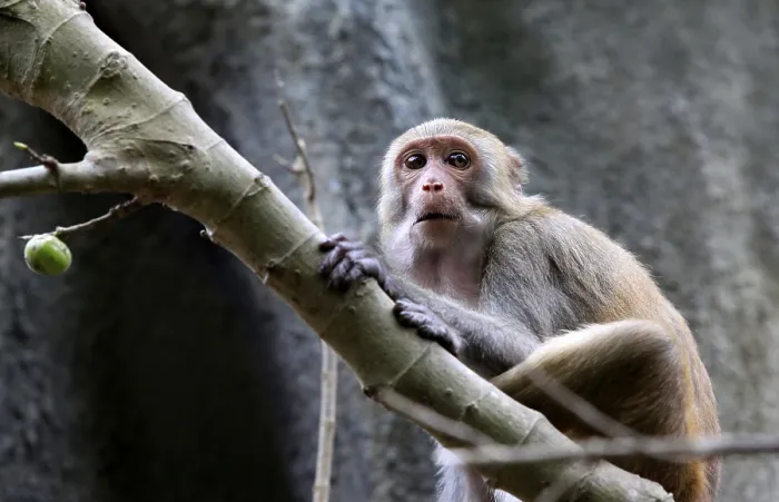 Framed Print : Portrait of the sad monkey. Park of monkeys in China
