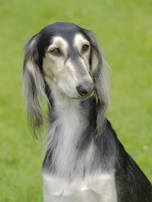 Framed Print : The portrait of Saluki dog in the garden