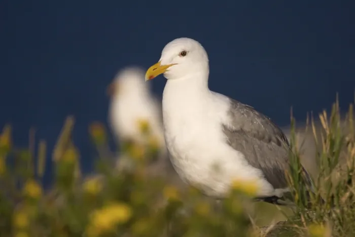 Framed Print : Portrait of a seagull Framed Print : Portrait of a seagull