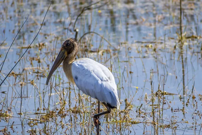 Framed Print : A portrait shot of a large wading bird taking a stroll in the pond Framed Print : A portrait shot of a large wading bird taking a stroll in the pond
