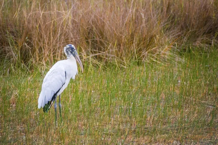 Framed Print : A portrait shot of a wading bird taking a stroll in the swamp