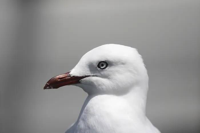 Framed Print : Portrait of a Silver Gull (Larus novaehollandiae) in Australia
